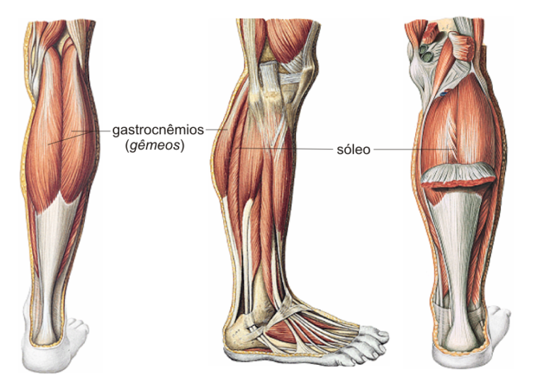 exercício para fortalecer e desenvolver a panturrilha no smith